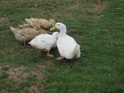 Saxony and Pekin ducks